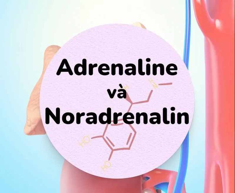 Adrenaline và Noradrenaline ảnh hưởng đến sức khỏe như thế nào?