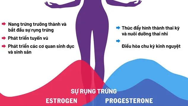 Buồng trứng nằm ở đâu? Các tình trạng bất thường buồng trứng