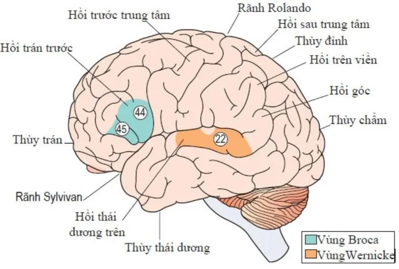 Các loại mất ngôn ngữ mà có thể bạn chưa biết