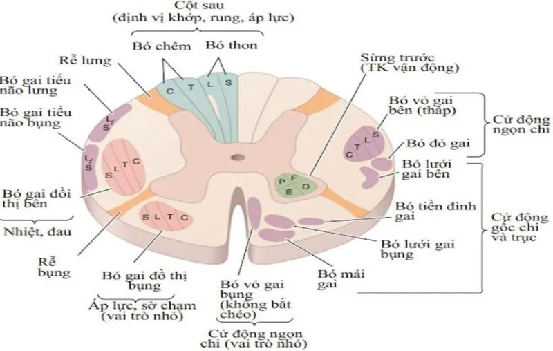 Chức năng của tủy sống và những điều cần biết