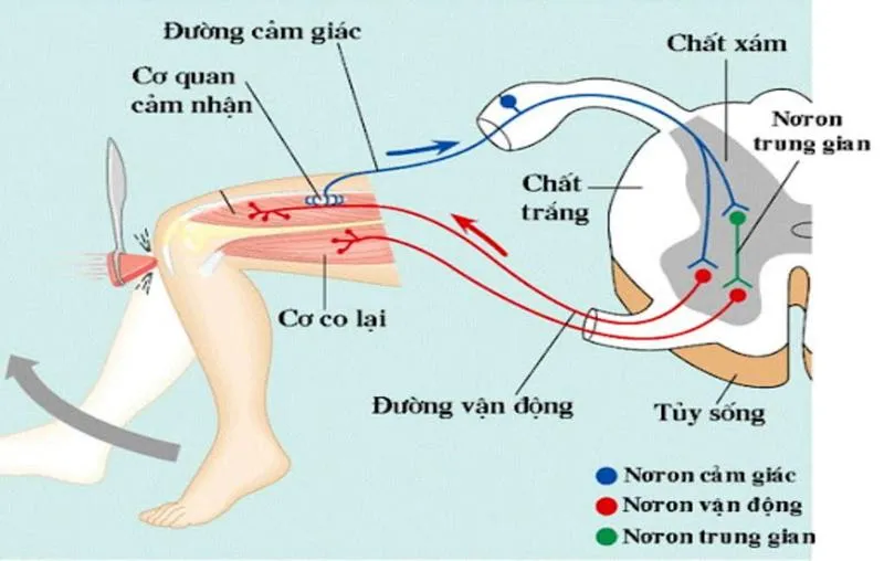 Chức năng của tủy sống và những điều cần biết