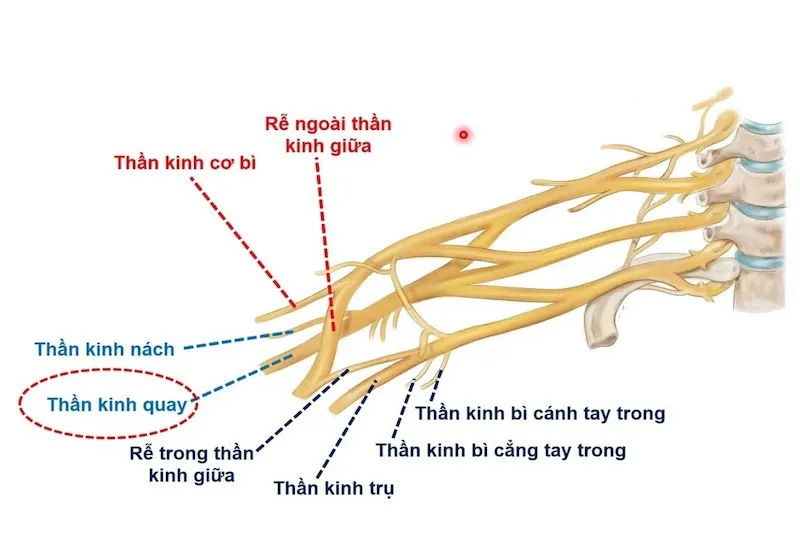 Dây thần kinh quay là gì? Cách điều trị và khắc phục bệnh thần kinh quay