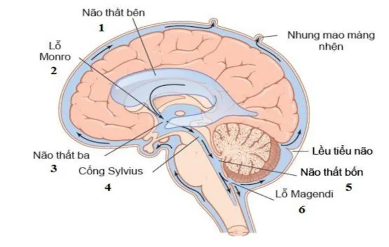 Dịch não tuỷ và những thông tin cần biết