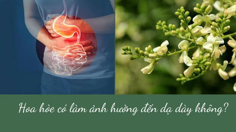 Giải đáp thắc mắc: Hoa hòe có làm ảnh hưởng dạ dày không?