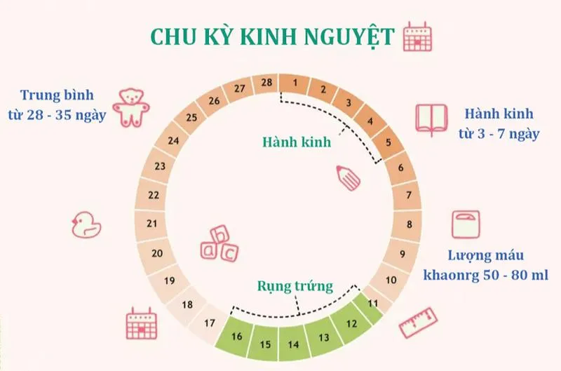 Giải đáp thắc mắc: Sau chọc hút trứng bao lâu thì có kinh?