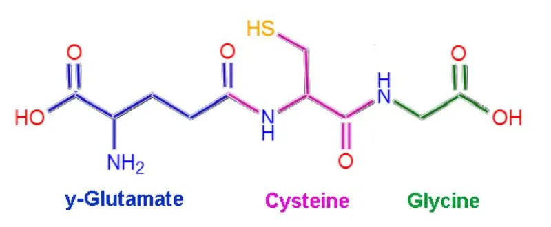 Glutathione kỵ với gì, những thực phẩm nào cung cấp glutathione?