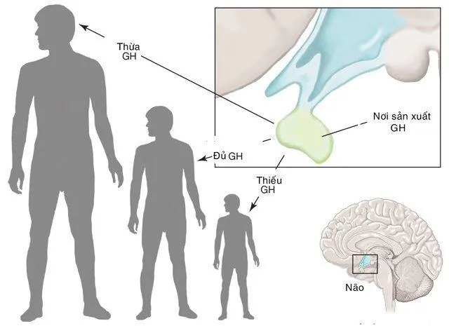 Hormone tăng trưởng chiều cao tiết ra lúc nào?