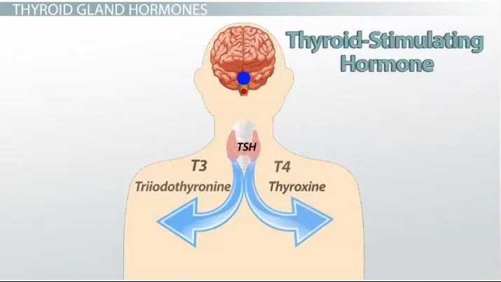 Hormone TSH là gì? Xét nghiệm TSH là gì?