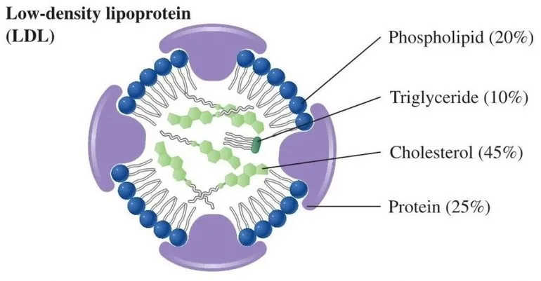 Khác biệt giữa LDL và VLDL cholesterol