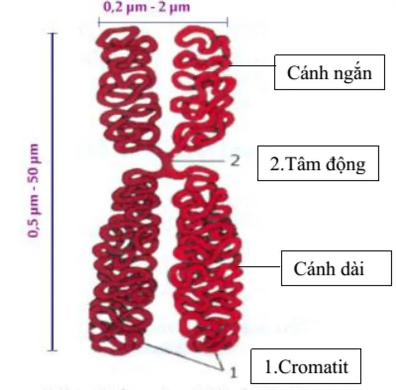 Khái niệm Cromatit là gì? Các bệnh đột biến Cromatit thường gặp