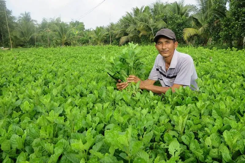 Mách bạn cách dùng cây cải trời chữa bướu cổ