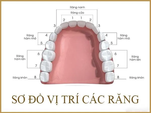 Răng số 5 là răng nào? Khi mọc lệch có nhổ được không?