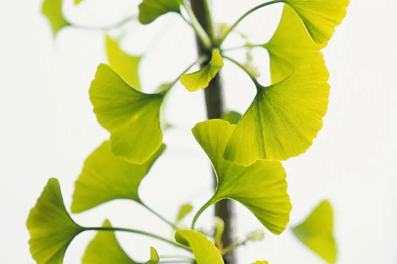 Thắc mắc: Người huyết áp cao uống ginkgo biloba được không?