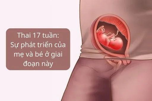 Thai 17 tuần phát triển như thế nào là bình thường?