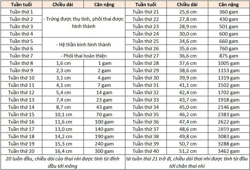 Thai 36 tuần nặng bao nhiêu? Sự phát triển của thai nhi tuần thứ 36