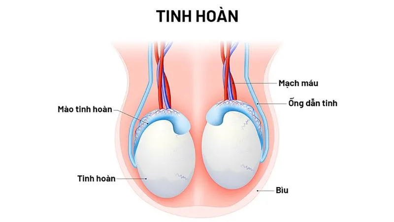 Tìm hiểu về cấu tạo tinh hoàn và chức năng của bộ phận này