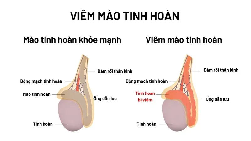 Tìm hiểu về cấu tạo tinh hoàn và chức năng của bộ phận này