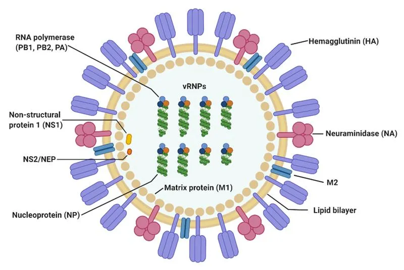 Tìm hiểu về những đặc điểm cấu tạo của virus cúm