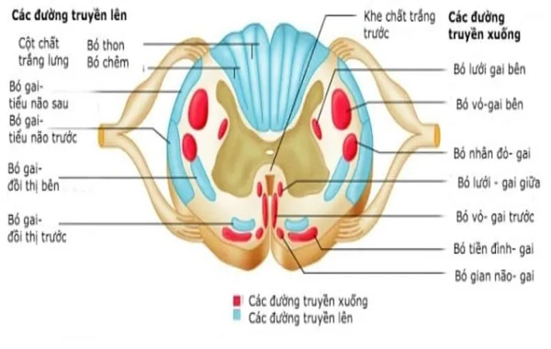 Tổn thương tuỷ sống có nguy hiểm không?