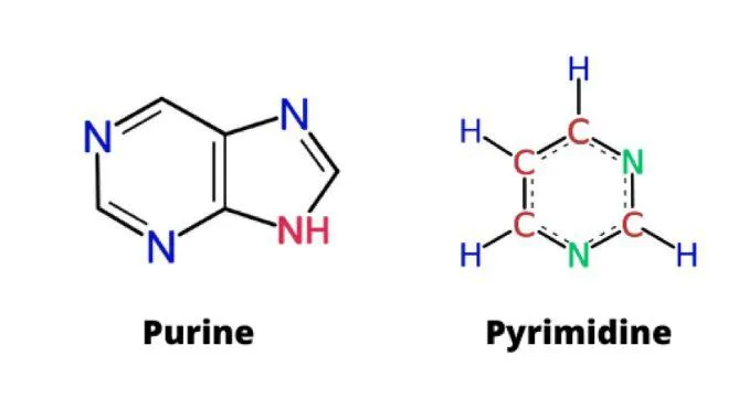 Tổng quan về rối loạn chuyển hóa Purine và Pyrimidine