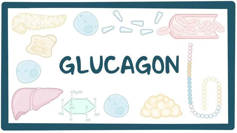 Vai trò của hormone glucagon trong việc cân bằng đường huyết trong cơ thể