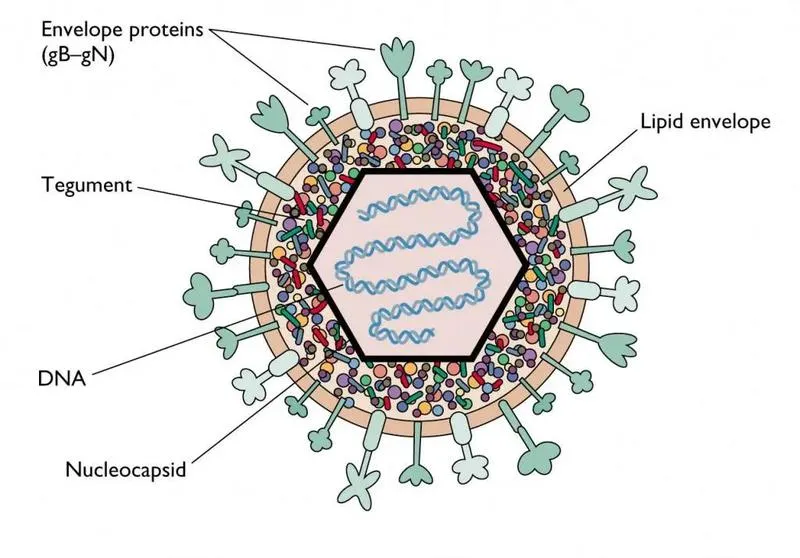 Varilrix - Vacxin phòng ngừa bệnh thủy đậu sớm cho trẻ