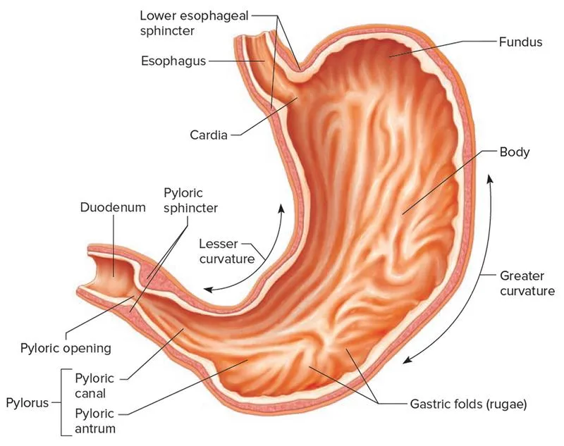 Viêm loét bờ cong nhỏ dạ dày nguy hiểm như thế nào?