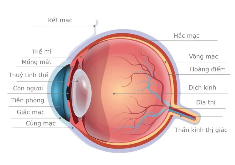 Bệnh võng mạc: Nguyên nhân, triệu chứng và cách điều trị bệnh võng mạc