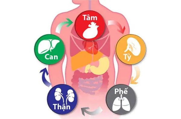 Bấm huyệt bổ can thận: "Vị thuốc" quý giá cho sức khỏe 1