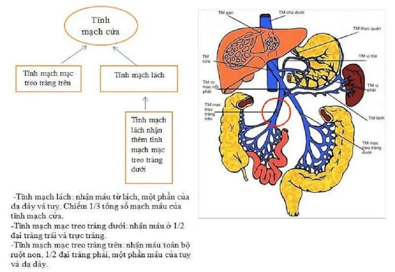 Cách xử lý vết thương tĩnh mạch mạc treo tràng trên như thế nào mới đúng?