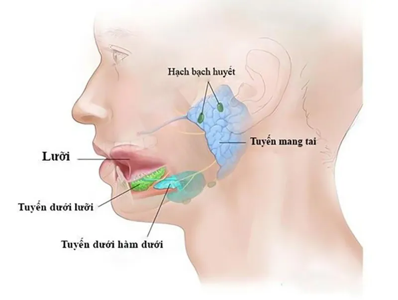 Cắt tuyến mang tai có gây nguy hiểm cho dây thần kinh số VII không?