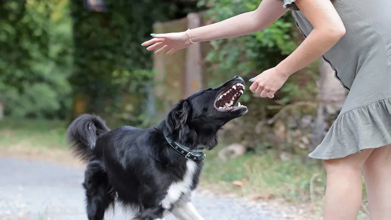 Chứng sợ chó (Cynophobia) là gì? Nguyên nhân và biểu hiện