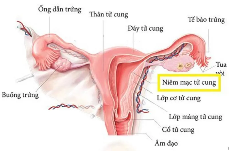 Cơ quan sinh dục nữ là gì? Cấu tạo, chức năng cơ quan sinh dục nữ