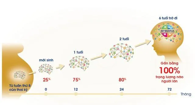 Đặc điểm não bộ của trẻ từ 0 đến 6 tuổi có gì đặc biệt?