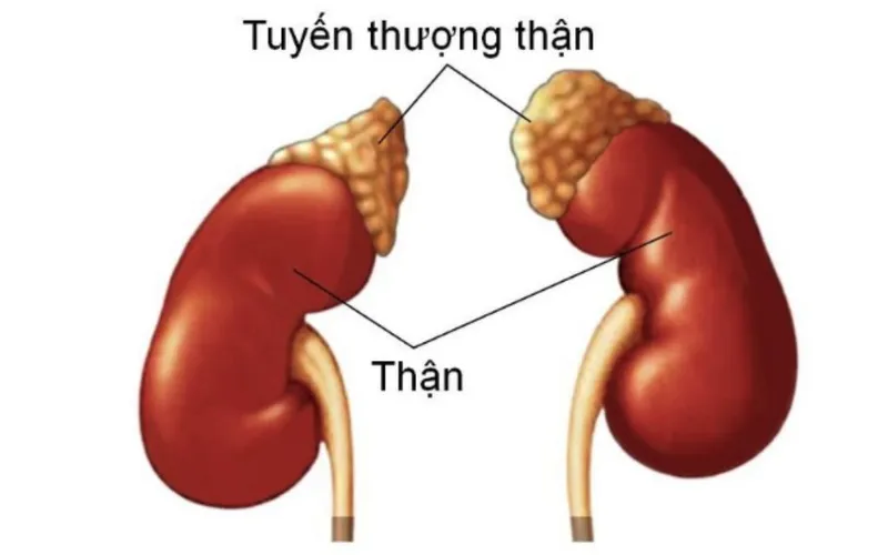 Độc tính của glucocorticoid có chữa được không? Lưu ý khi giải độc