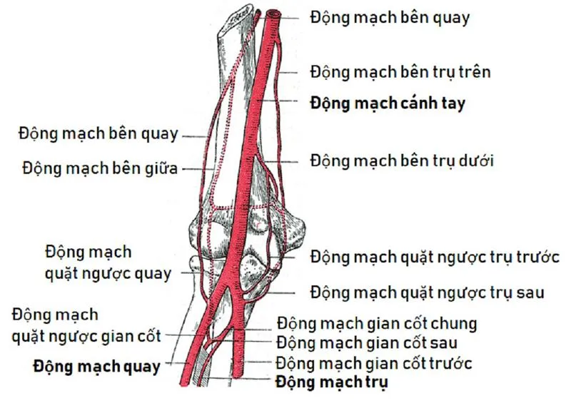 Động mạch cánh tay: Tìm hiểu về cấu trúc, chức năng và những bệnh lý liên quan