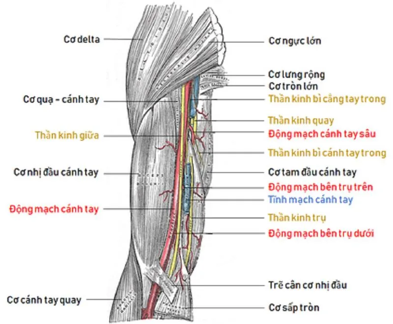 Động mạch cánh tay: Tìm hiểu về cấu trúc, chức năng và những bệnh lý liên quan