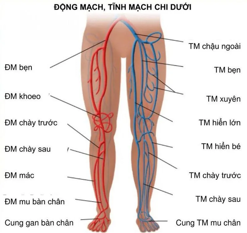 Động mạch khoeo là gì? Những thông tin cần biết về bệnh bẫy động mạch khoeo chân