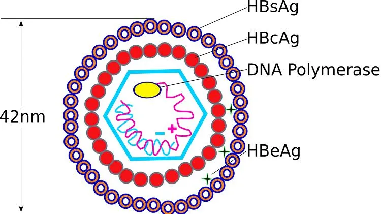 HBV-DNA là gì? Ý nghĩa của xét nghiệm HBV-DNA