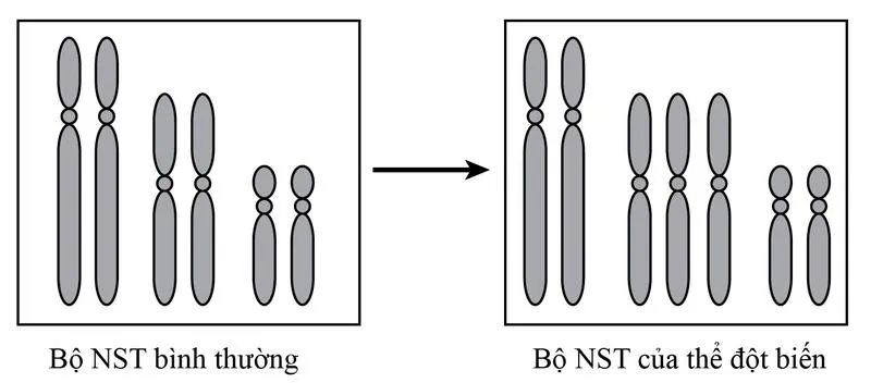 Hình thái nhiễm sắc thể ở tế bào