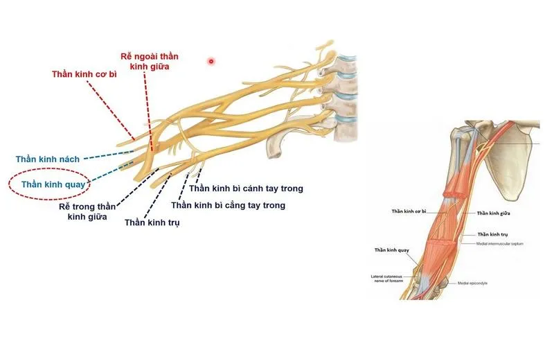 Hội chứng thần kinh gian cốt sau là gì? Có chữa được không?