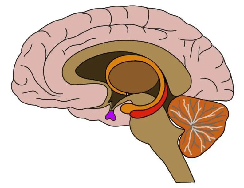 Hormone GH là gì? Những ai cần được điều trị bằng hormone GH?