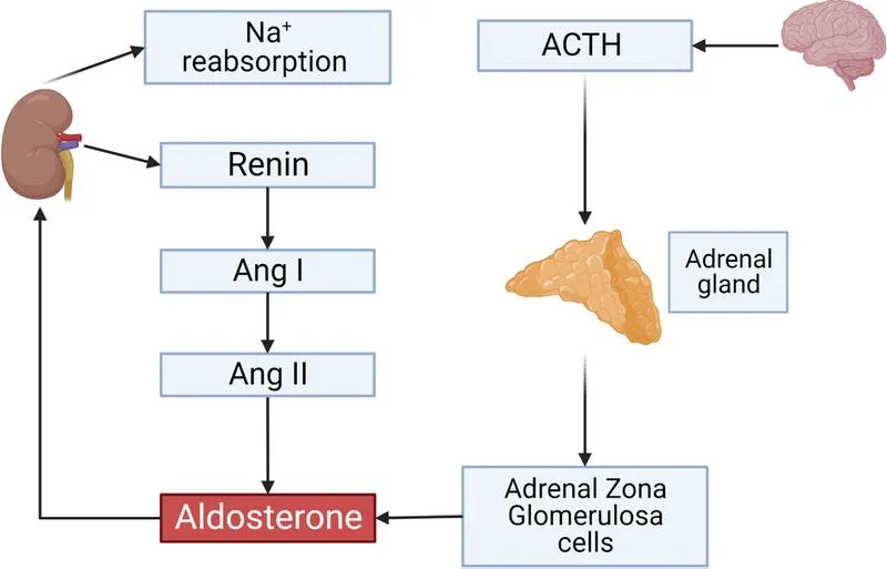 Hormone renin là gì? Khi nào cần tiến hành xét nghiệm renin?