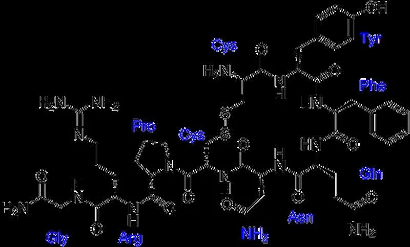 Hormone Vasopressin là gì? Các bệnh liên quan đến hormone Vasopressin