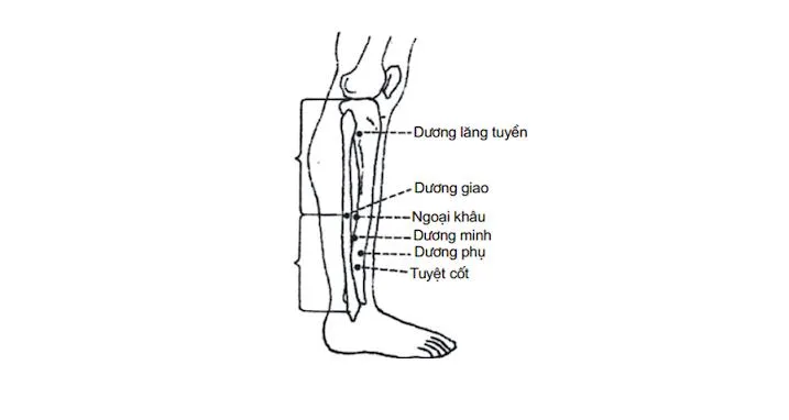 Huyệt Dương giao: Huyệt vị quan trọng trong Đông y