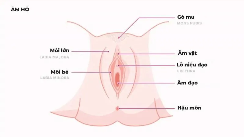 Môi bé là gì? Cấu tạo và chức năng của bộ phận “nhạy cảm" này 1