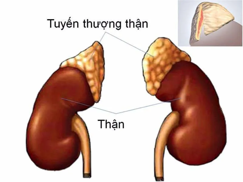 Nghiệm pháp Synacthen được tiến hành như thế nào?