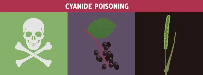 Ngộ độc Cyanide: Nguyên nhân, triệu chứng và cách phòng ngừa