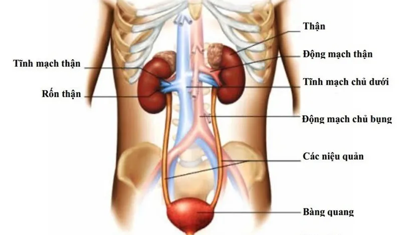 Những bệnh lý tại động mạch thận gây nguy hiểm không nên chủ quan