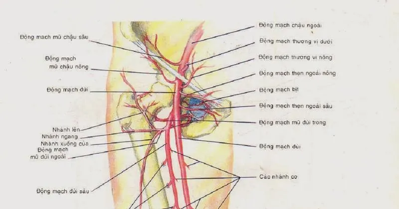 Những điều cần biết về phương pháp can thiệp động mạch đùi nông